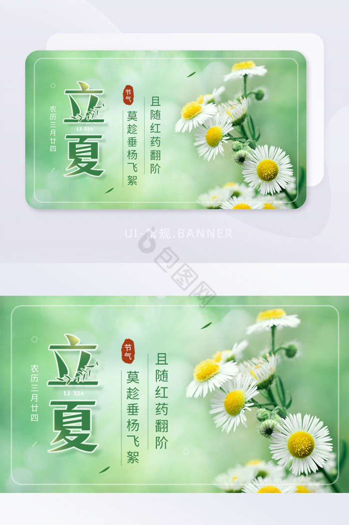 夏天立夏时节节气菊花实景宣传banner图片