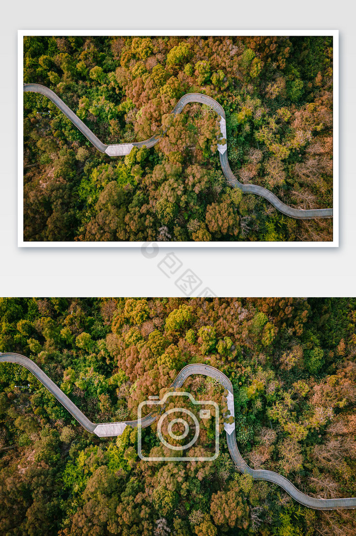 森林道路公路图片