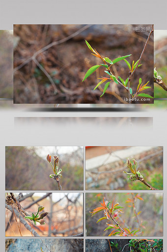 实拍春天树木发芽生长4K视频图片