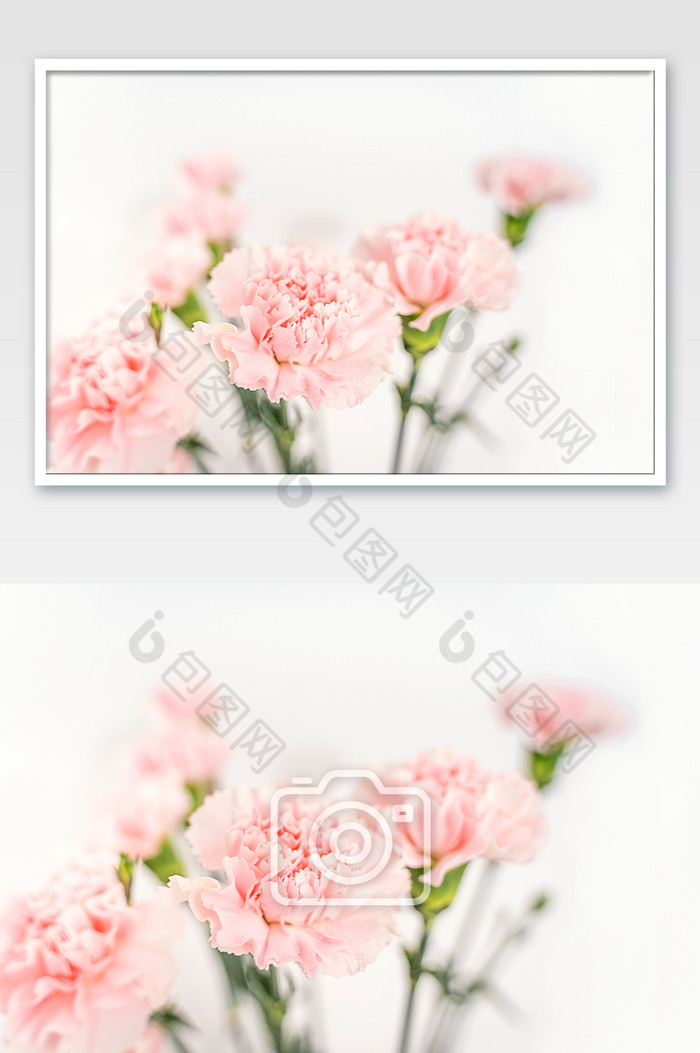 康乃馨粉色花卉母亲节素材图片图片