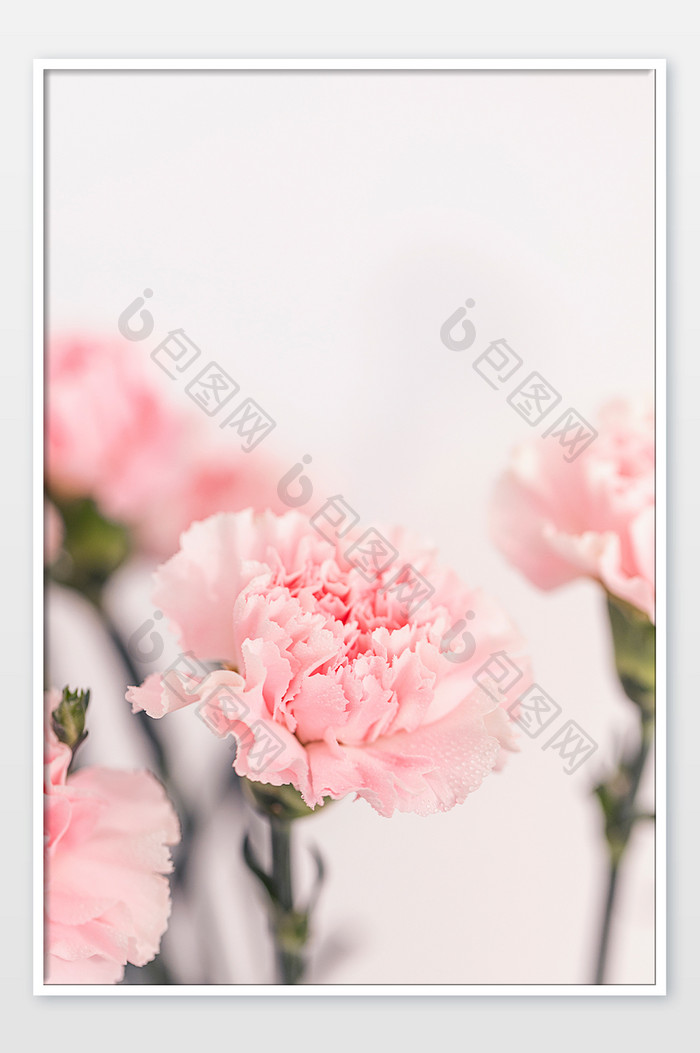粉色花卉康乃馨母亲节摄影图