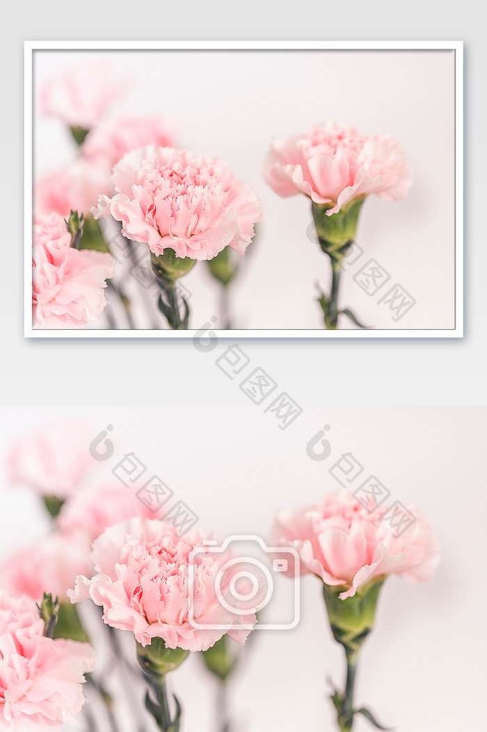 母亲节康乃馨花素材摄影图