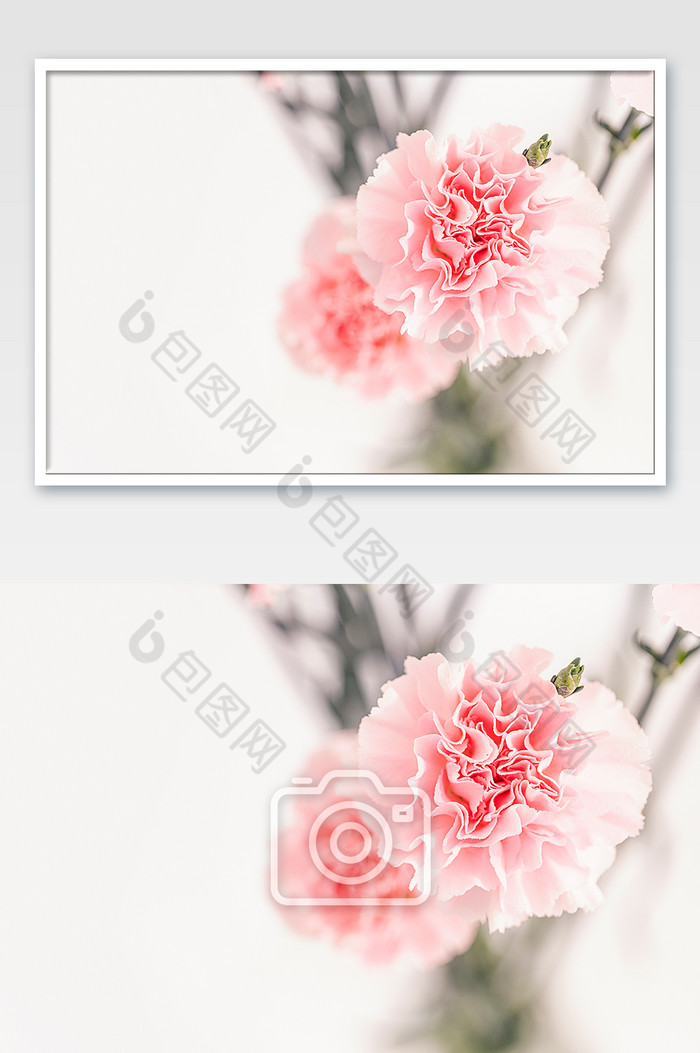 母亲节花卉康乃馨摄影图图片图片