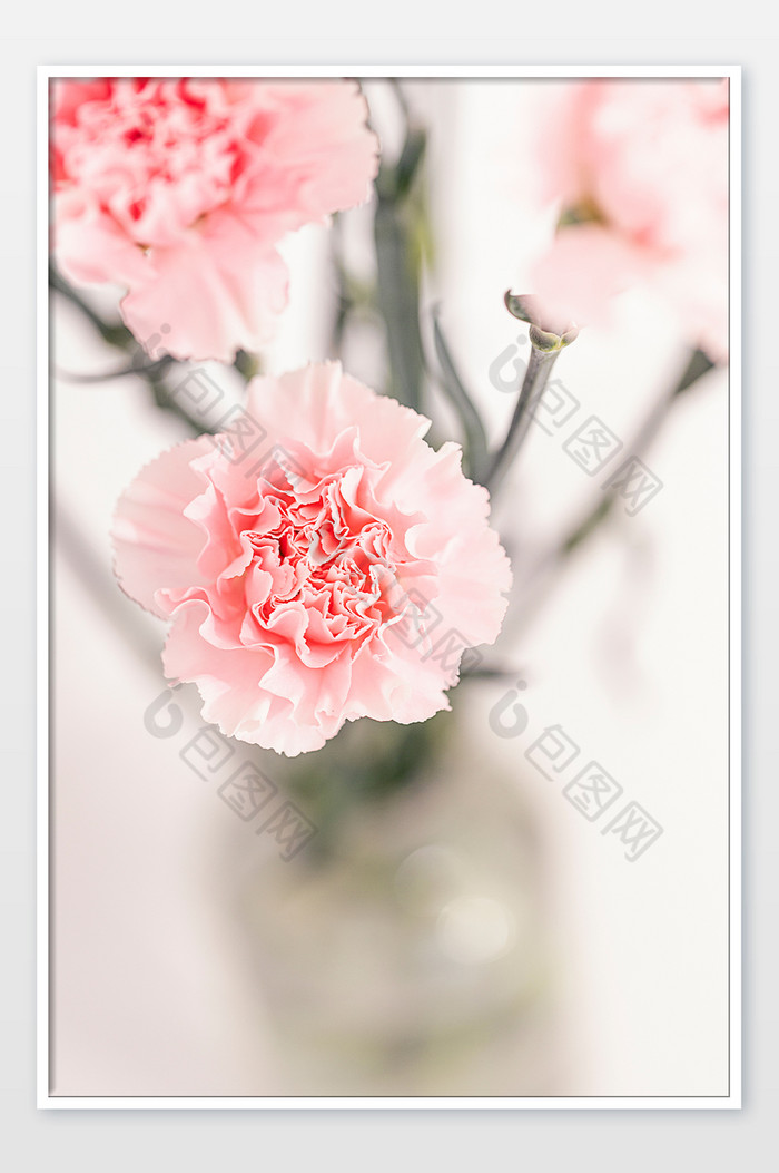 康乃馨粉红色花卉摄影图图片图片