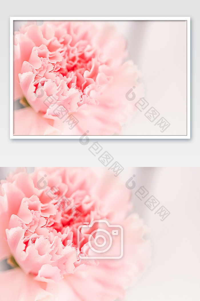 夏日花卉康乃馨特写摄影图图片图片