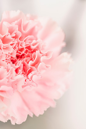 康乃馨粉色花朵特写摄影图