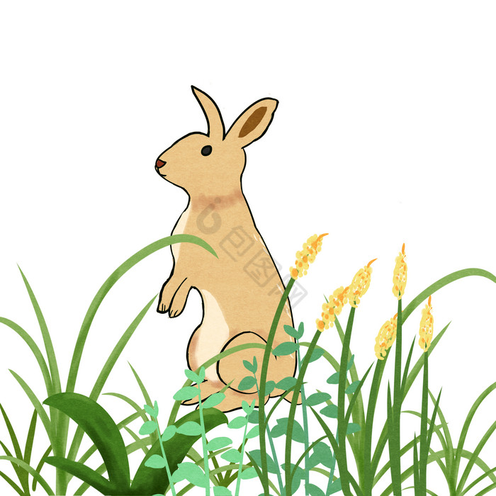 春天植物花草兔子图片