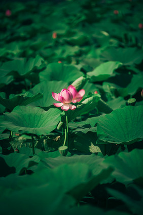 二十四节气夏至荷花摄影图