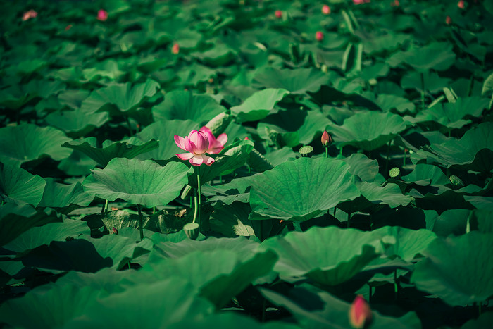 二十四节气夏至荷花素材海报图片