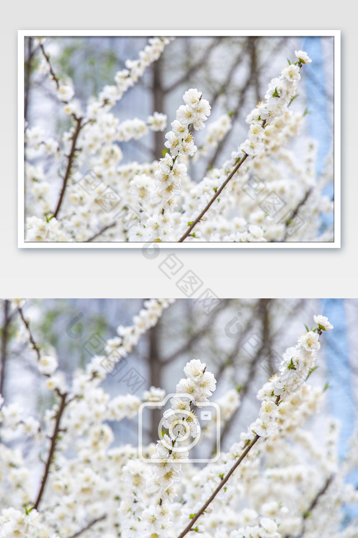 春天浪漫唯美的梨花卉摄影图片图片