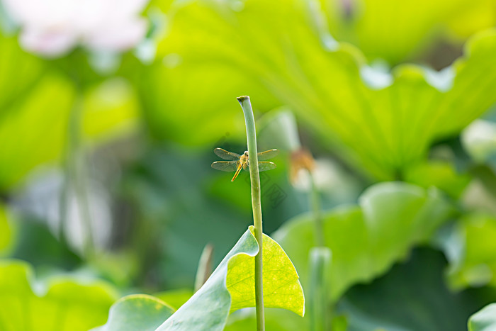 夏日荷叶蜻蜓摄影图片