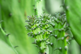清新小满节气植物上的露珠摄影图