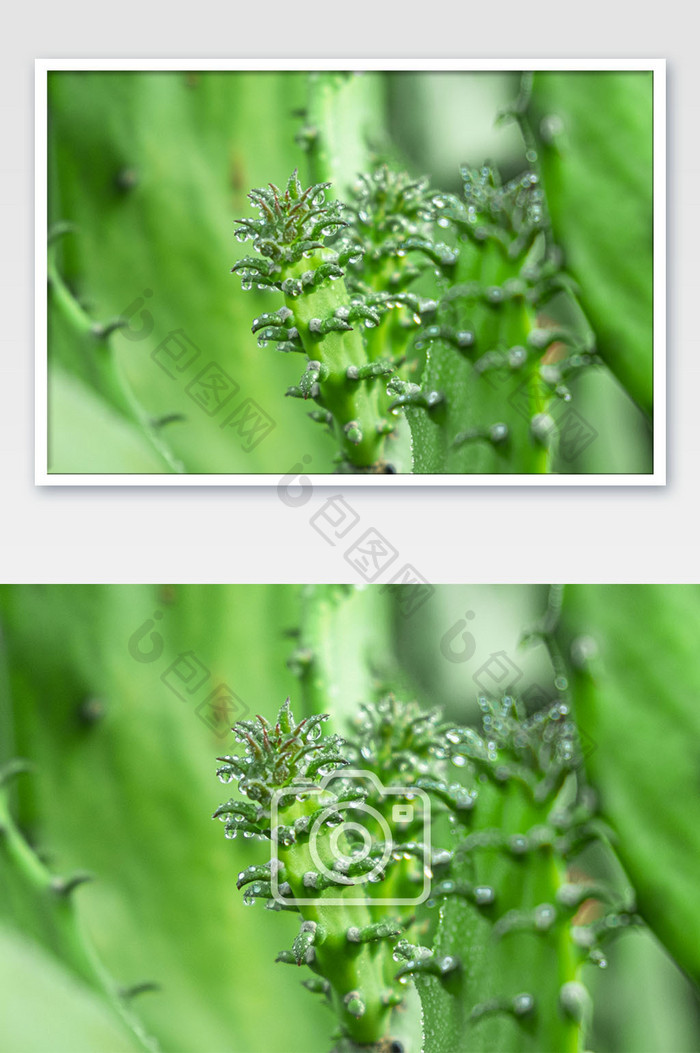 清新小满节气植物上的露珠摄影图