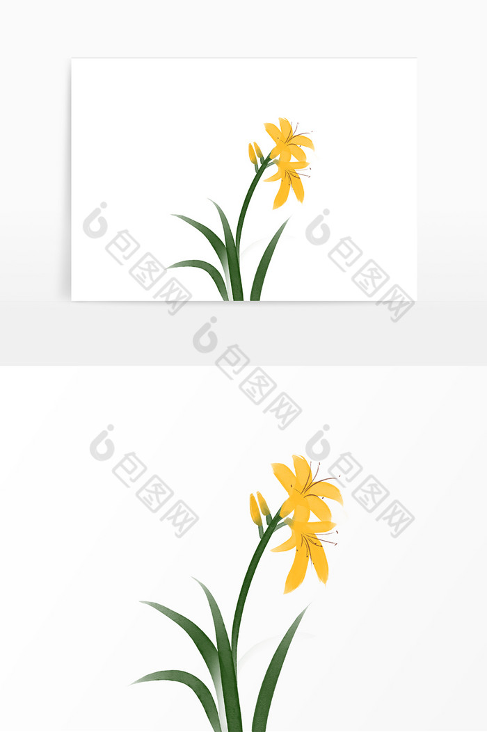 植物黄花菜花朵图片图片