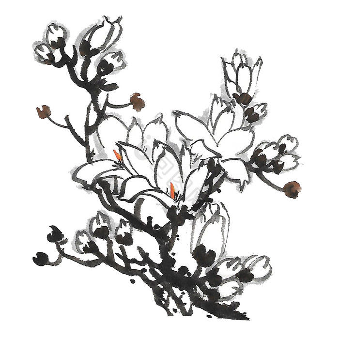 水墨植物花卉玉兰花图片