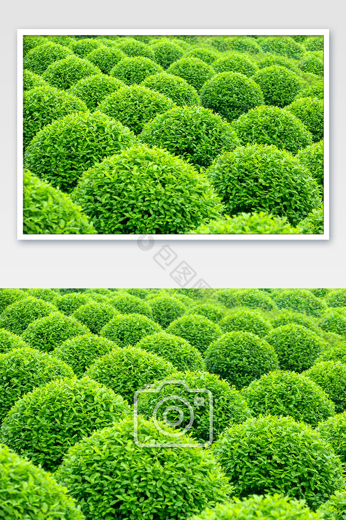 绿色园林植物背景图片图片