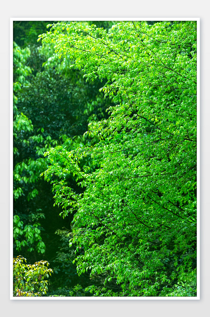 翠绿郁郁葱葱的绿色植物背景