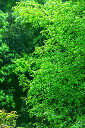 翠绿郁郁葱葱的绿色植物背景