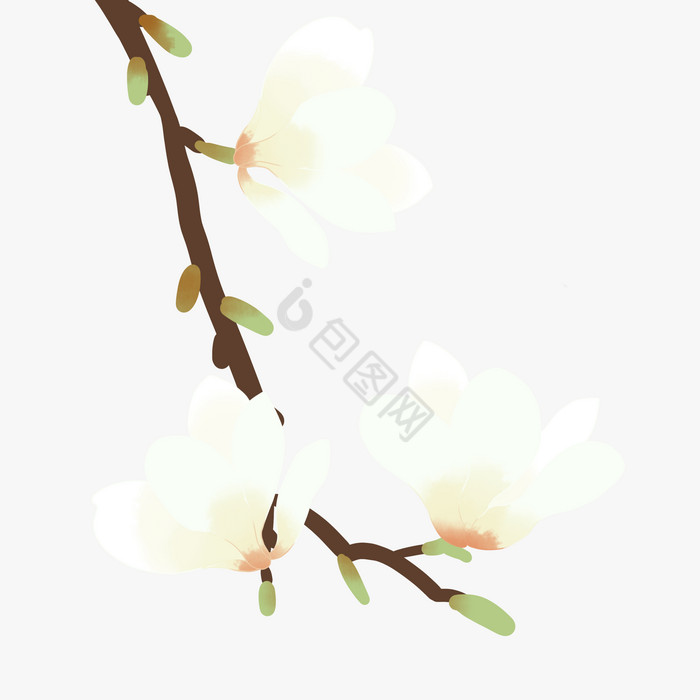 春天玉兰花花卉图片
