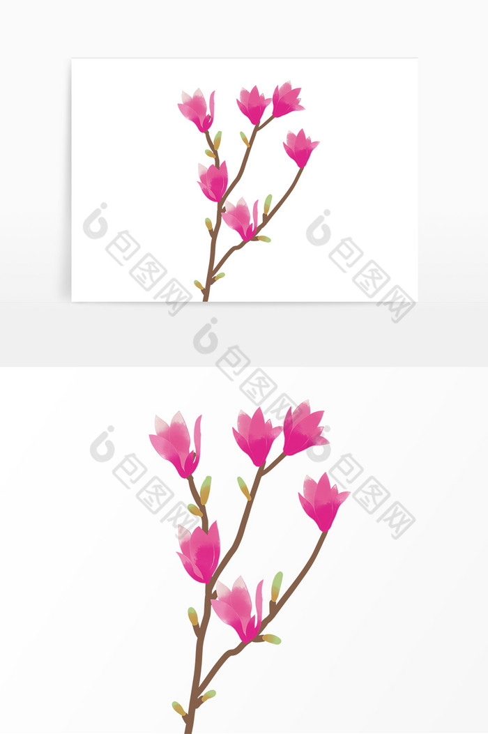 春天植物花朵玉兰花图片图片