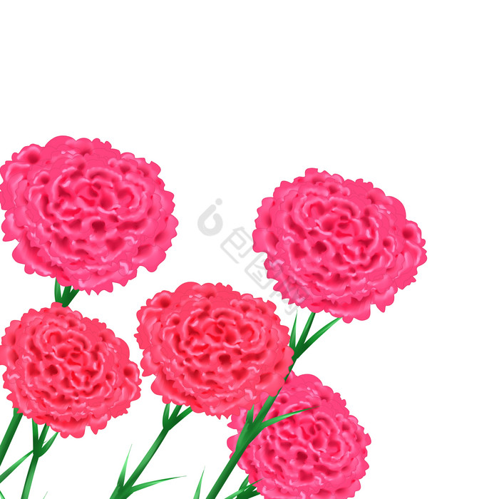 母亲节鲜花花束康乃馨图片