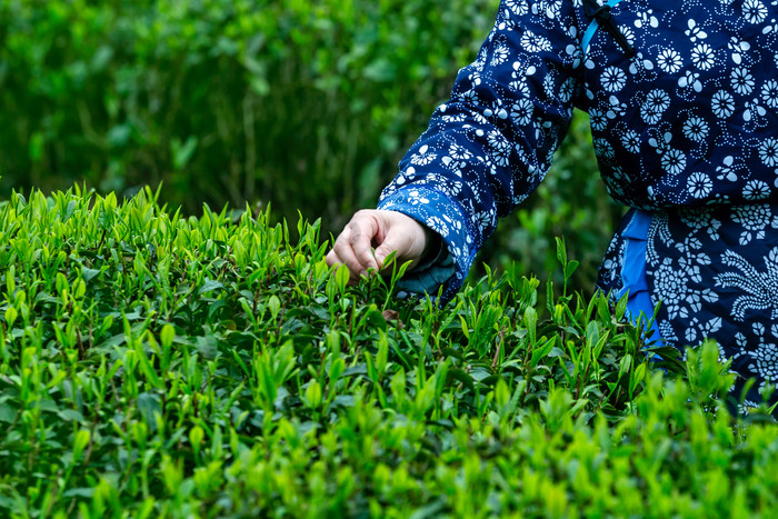 采新茶清明菜嫩芽尖图片