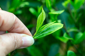 新茶绿茶嫩芽叶尖特写