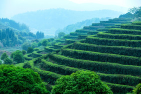 梯形茶山绿茶清明茶