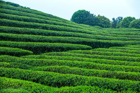 茶山清明茶绿色背景