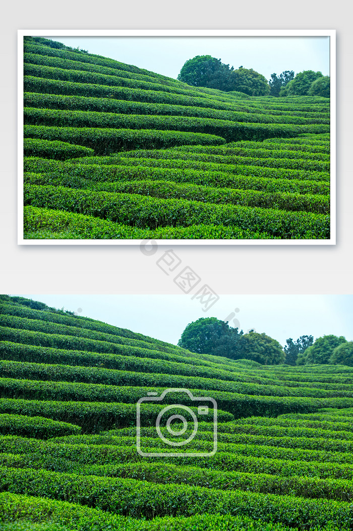 茶山清明茶绿色背景