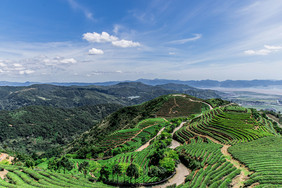 清新夏季长龙茶山航拍摄影图