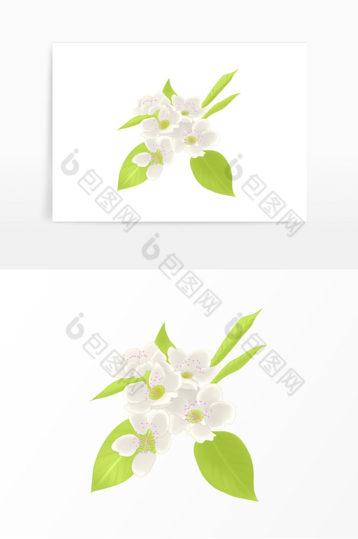 春天花朵白花梨花绽放图片图片