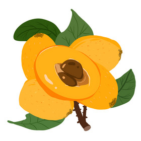 摘枇杷女孩图片