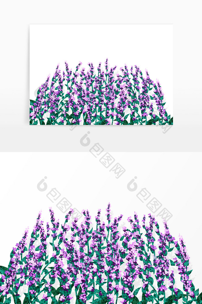 清香植物紫色薰衣草
