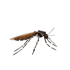 夏季昆虫蚊子害虫