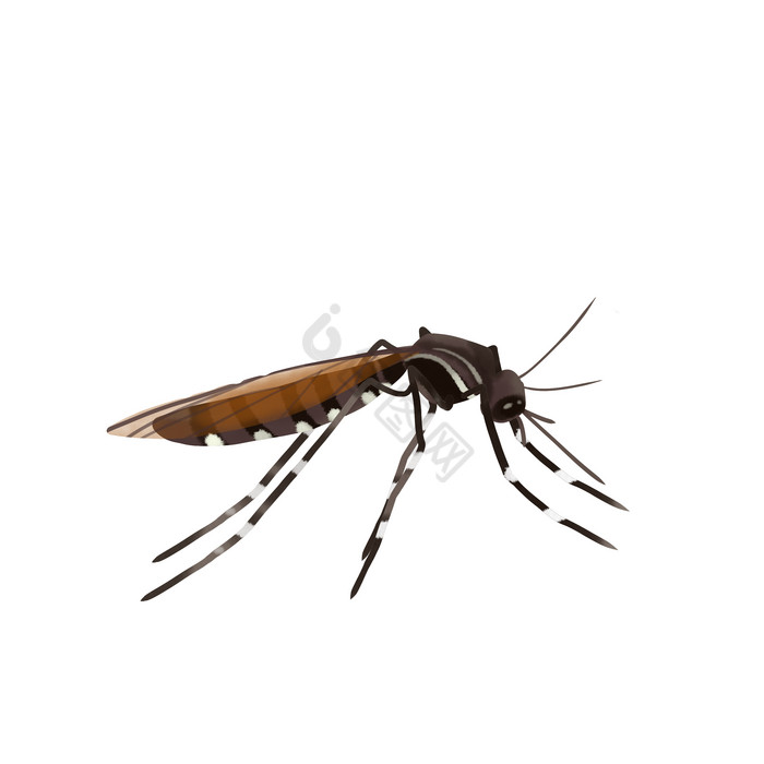 夏季昆虫蚊子害虫图片