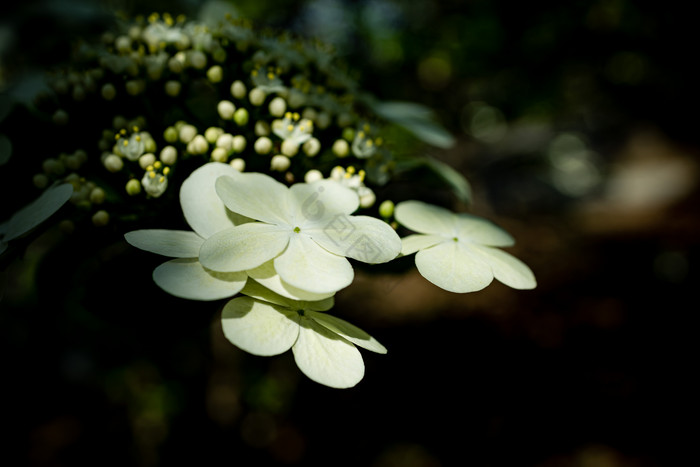 美丽的花朵琼花 景观园林植物花系图片