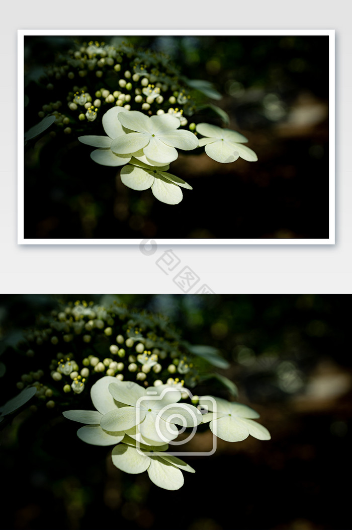 美丽的花朵琼花 景观园林植物花系图片图片