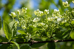 园林景观植物琼花 茂盛的花丛