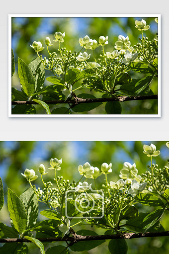 園林景觀植物瓊花 茂盛的花叢