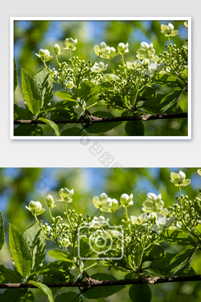 园林景观植物琼花 茂盛的花丛