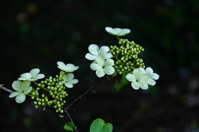 园林景观植物琼花 清新唯美梦幻花朵