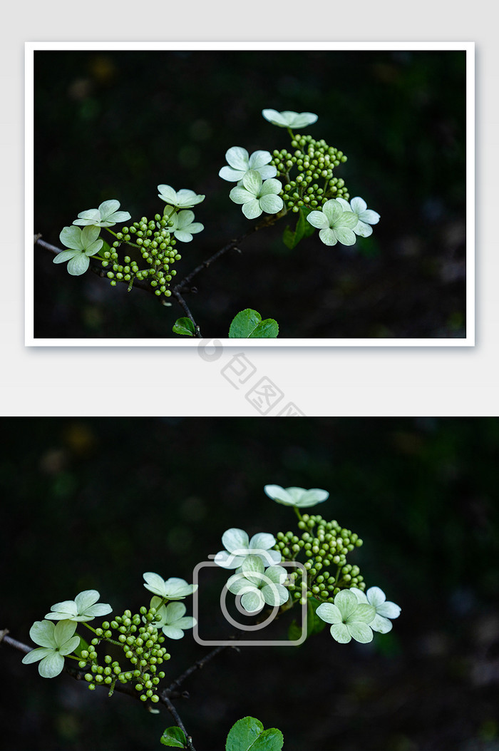 园林景观植物琼花 清新唯美梦幻花朵