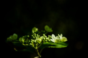 清新炫彩花朵梦幻花朵 唯美琼花