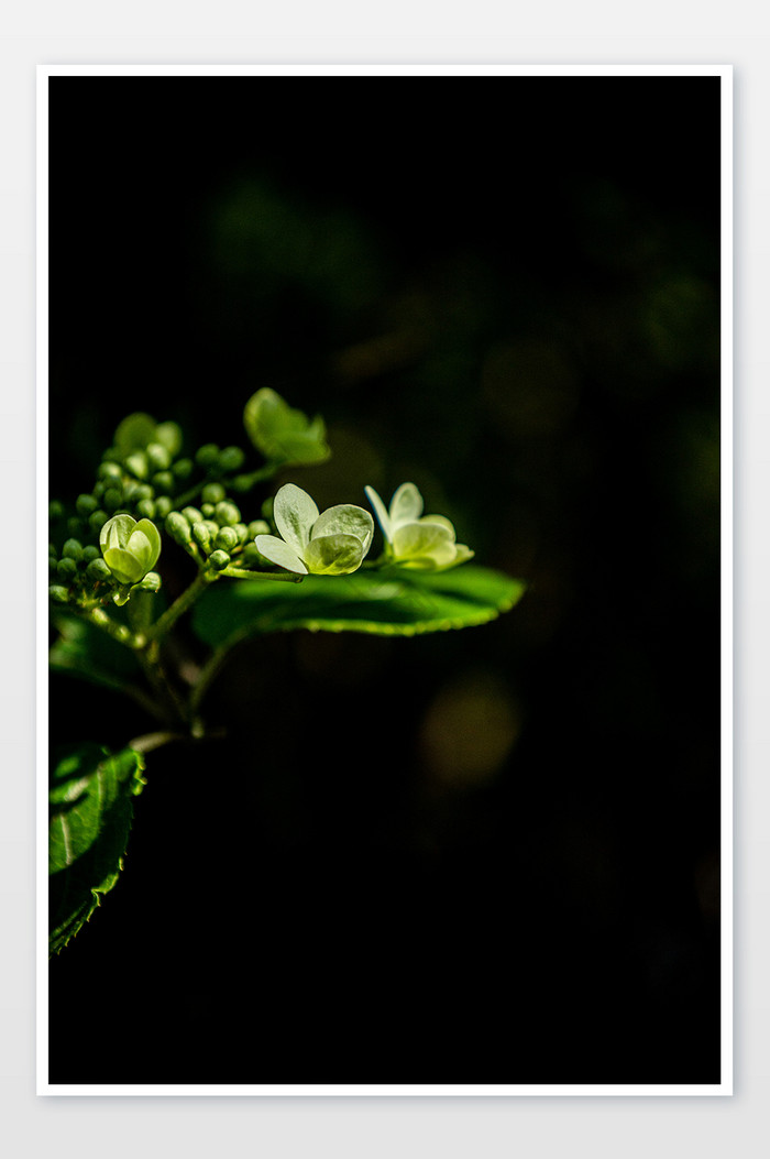 公园观赏花景 植物花奔 琼花