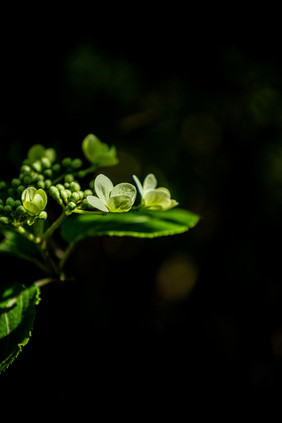 公园观赏花景 植物花奔 琼花