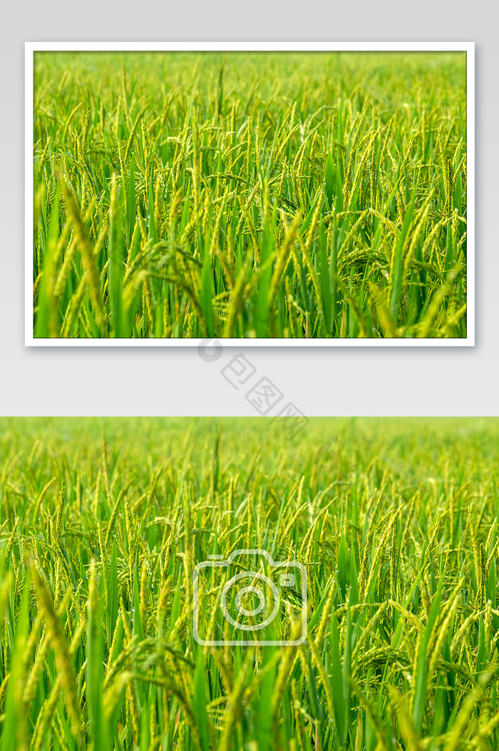 稻穗芒种节气丰收背景图片图片