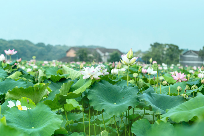 夏季清新乡村荷花田图片