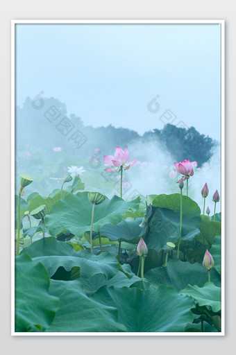 夏季古风荷花背景图图片