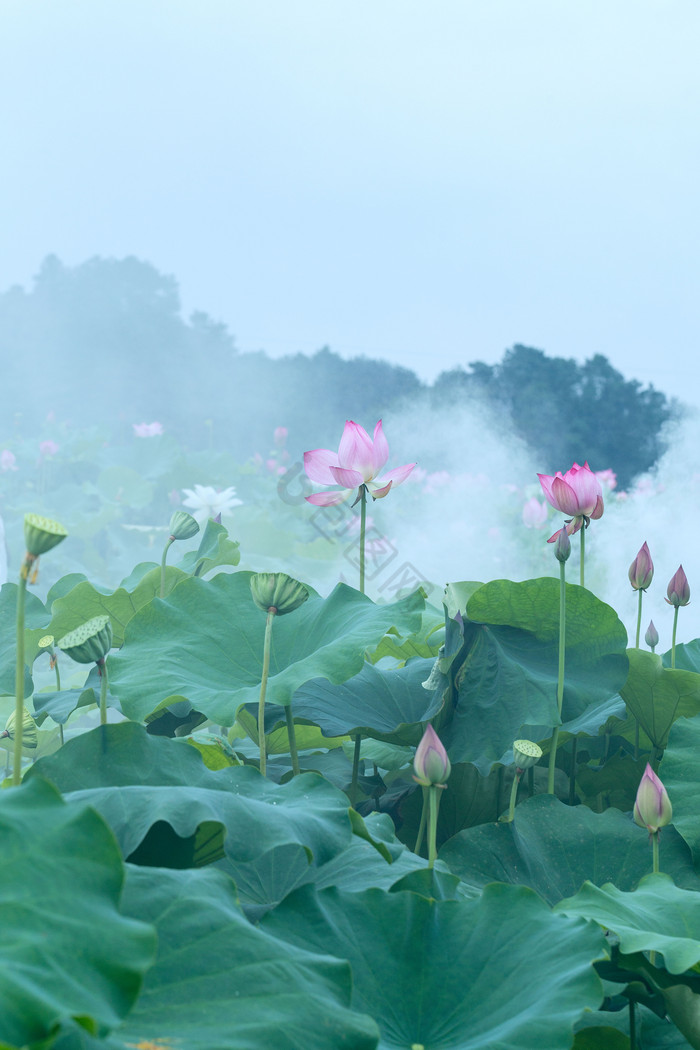 夏季古风荷花背景图图片